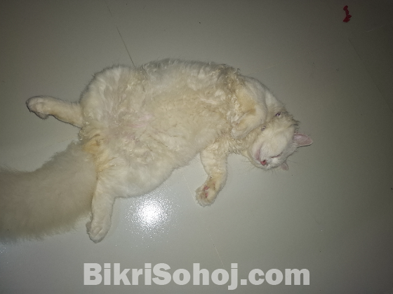 Parsian cat